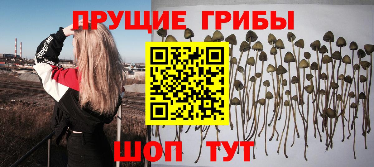 Псилоцибиновые грибы Cubensis  Вход с VPN  Галлюциногенные грибы Psilocybe  дарнет шоп  Абакан 