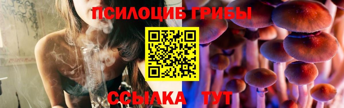Галлюциногенные грибы Psilocybine cubensis Абакан